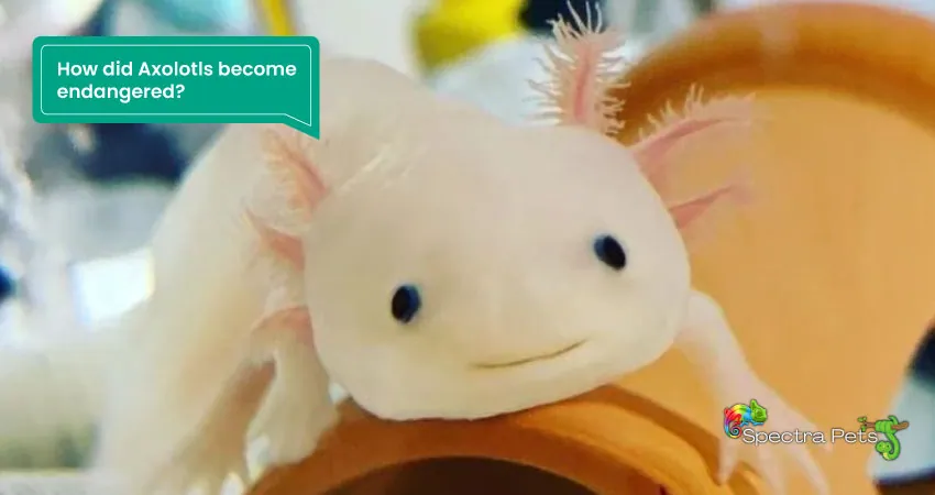 How did Axolotls become endangered