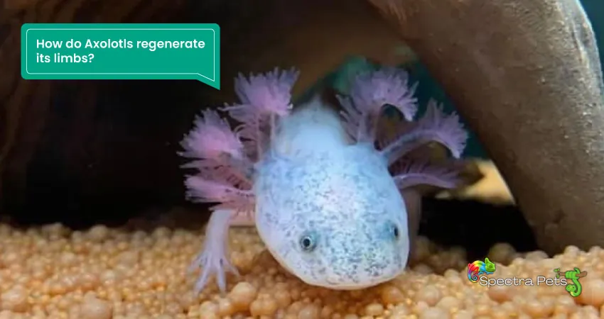 How do Axolotls regenerate its limbs
