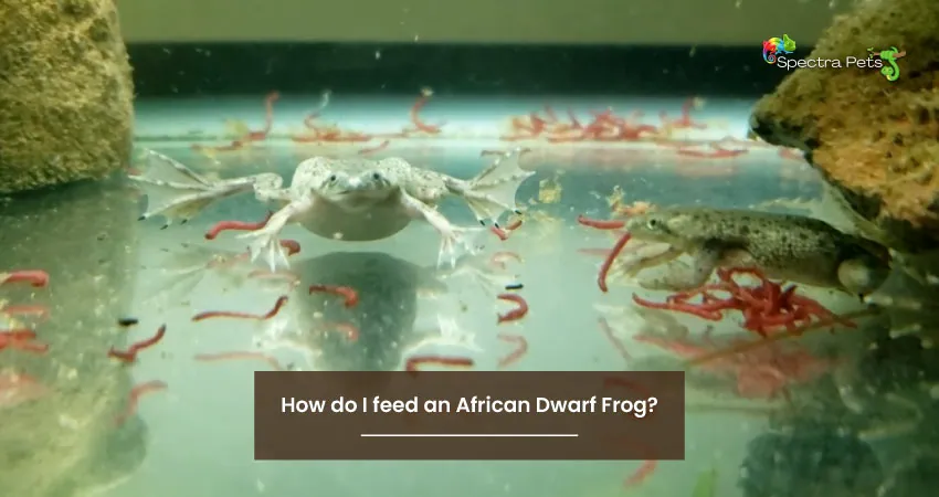 How do I feed an African Dwarf Frog