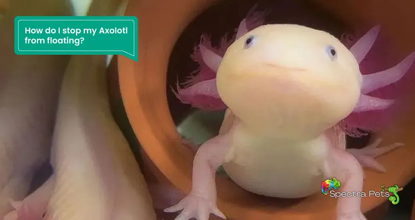 How do I stop my Axolotl from floating