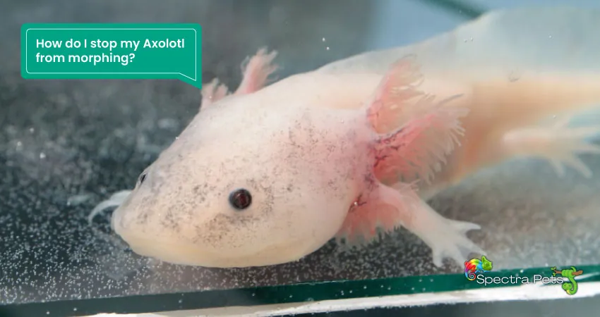 How do I stop my Axolotl from morphing