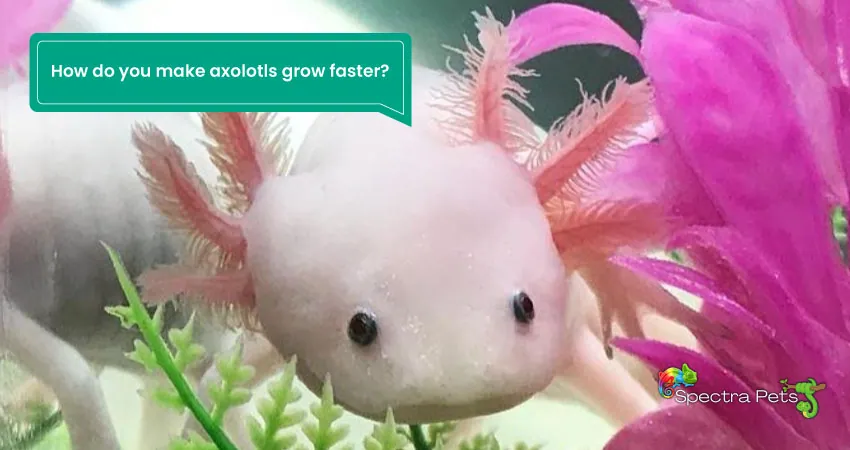 How do you make axolotls grow faster