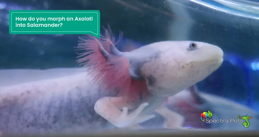 How do you morph an Axolotl into Salamander