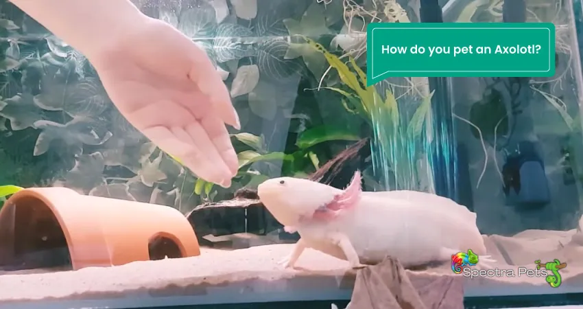 How do you pet an Axolotl 1