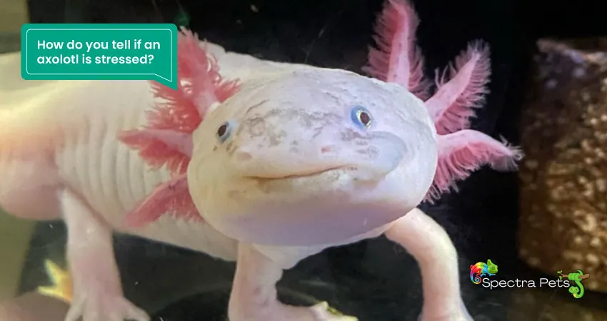 How do you tell if an axolotl is stressed