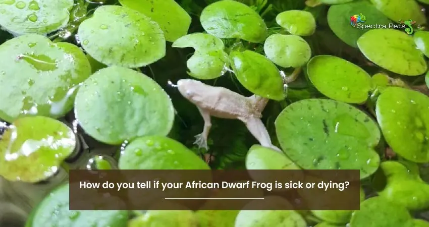 How do you tell if your African Dwarf Frog is sick or dying