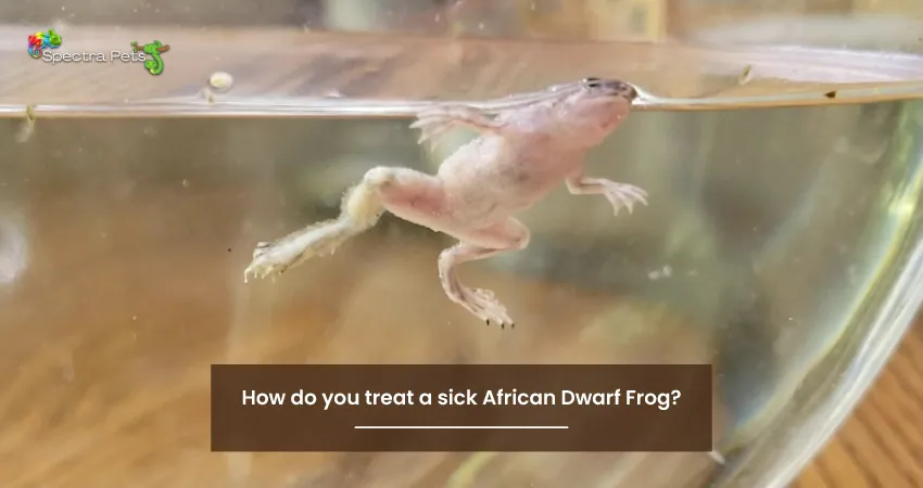 How do you treat a sick African Dwarf Frog