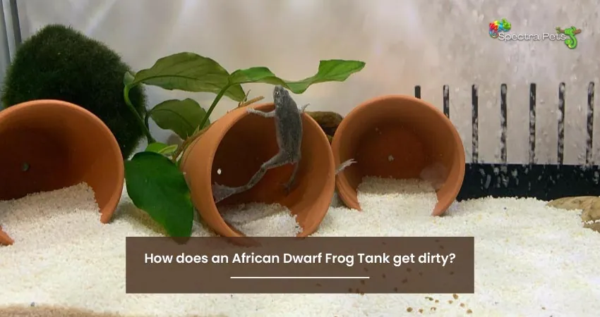 How does an African Dwarf Frog Tank get dirty