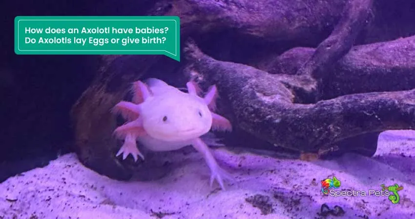 How does an Axolotl have babies Do Axolotls lay Eggs or give birth