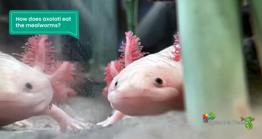 How does axolotl eat the mealworms