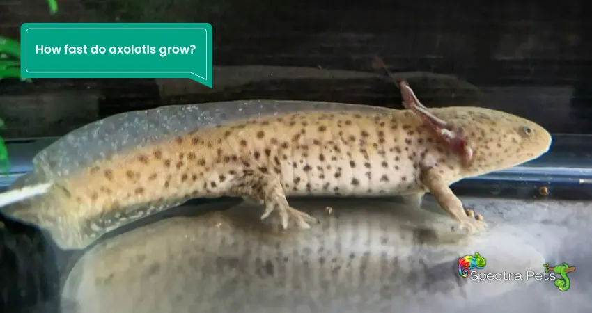 How fast do axolotls grow