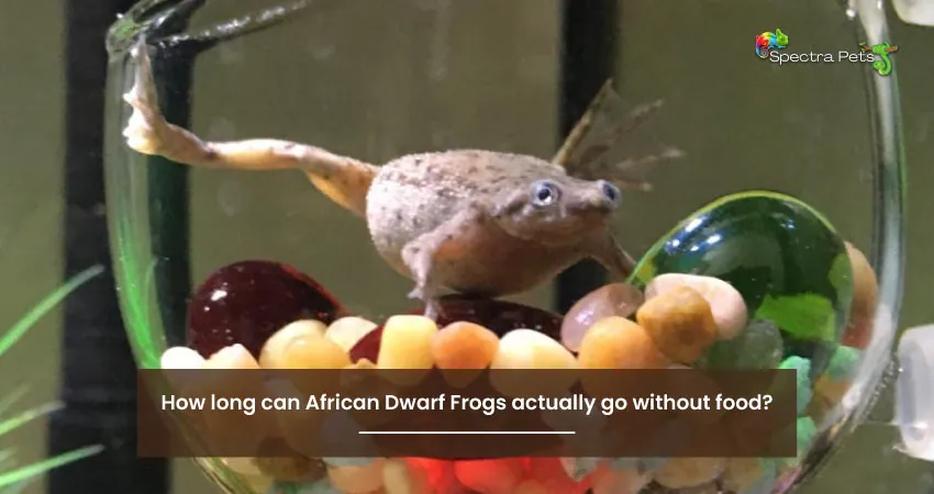 How long can African Dwarf Frogs actually go without food