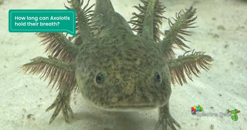 How long can Axolotls hold their breath