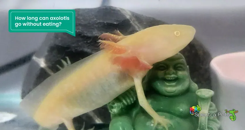 How long can axolotls go without eating