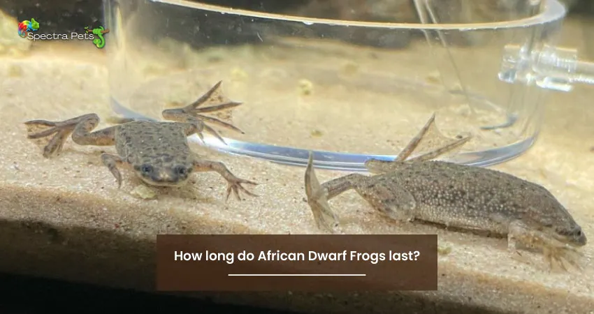 How long do African Dwarf Frogs last