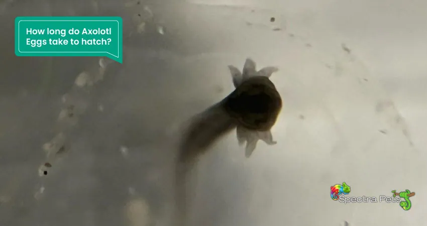 How long do Axolotl Eggs take to hatch