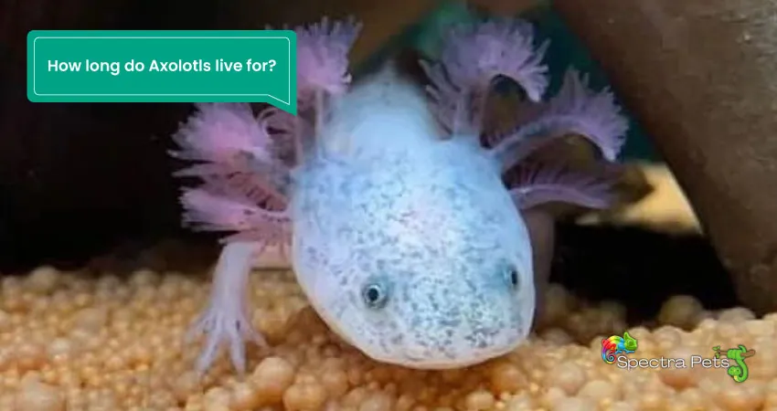 How long do Axolotls live for