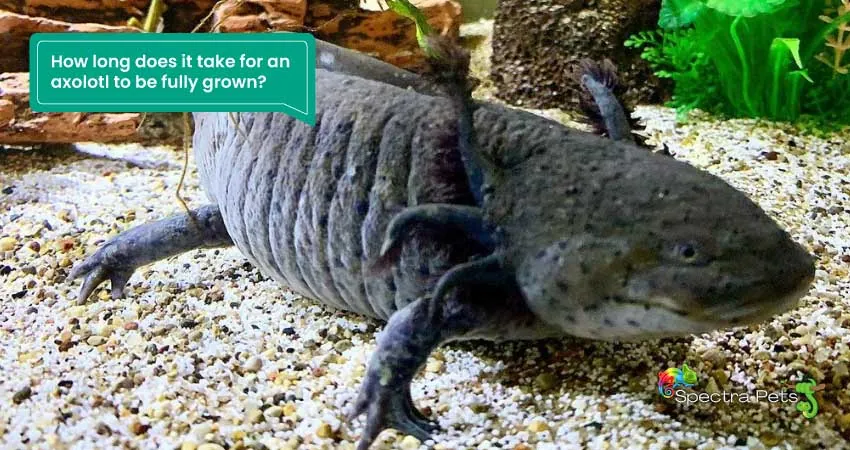 How long does it take for an axolotl to be fully grown