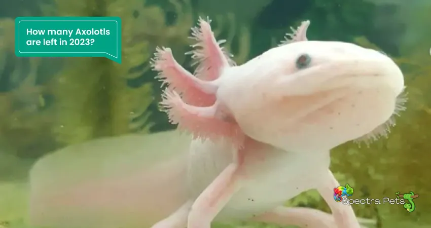 How many Axolotls are left in 2023