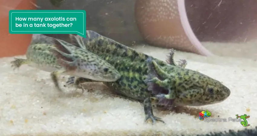 How many axolotls can be in a tank together