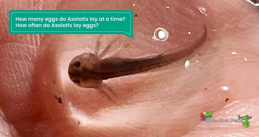 How many eggs do Axolotls lay at a time How often do Axolotls lay eggs