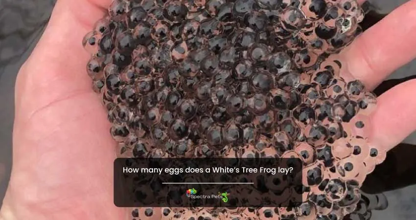 How many eggs does a Whites Tree Frog lay