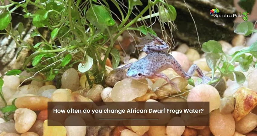 How often do you change African Dwarf Frogs Water