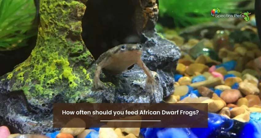 How often should you feed African Dwarf Frogs