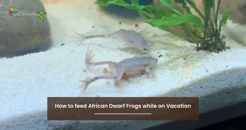 How to feed African Dwarf Frogs while on Vacation