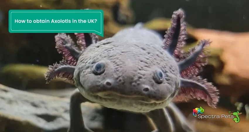 How to obtain Axolotls in the UK