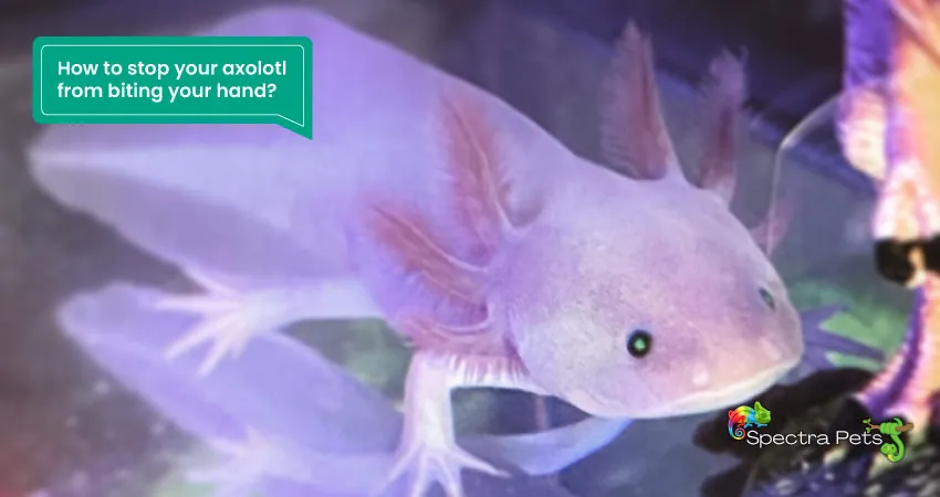 How to stop your axolotl from biting your hand