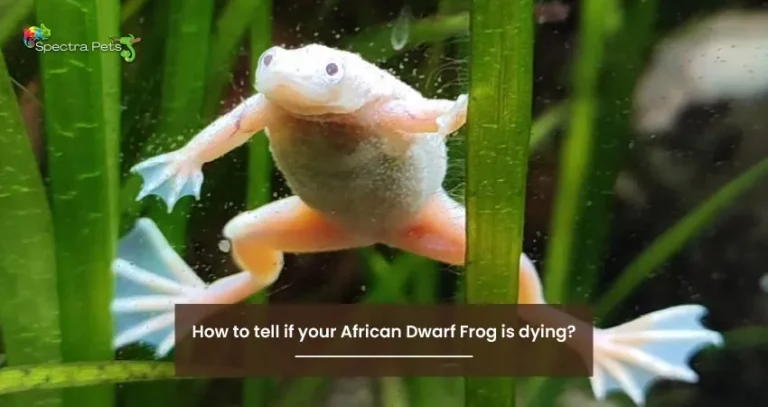 How to tell if your African Dwarf Frog is dying?