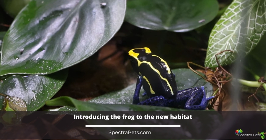 Introducing the frog to the new habitat