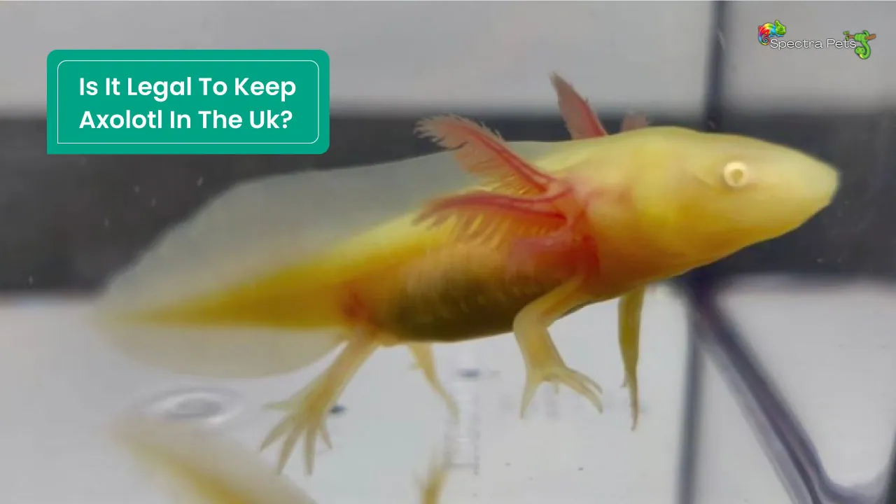 Is It Legal To Keep Axolotl In The Uk? Find Out Here