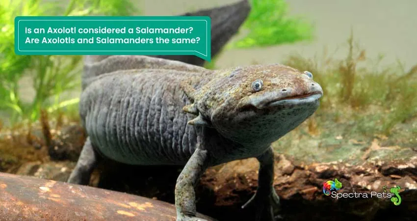 Is an Axolotl considered a Salamander Are Axolotls and Salamanders the same