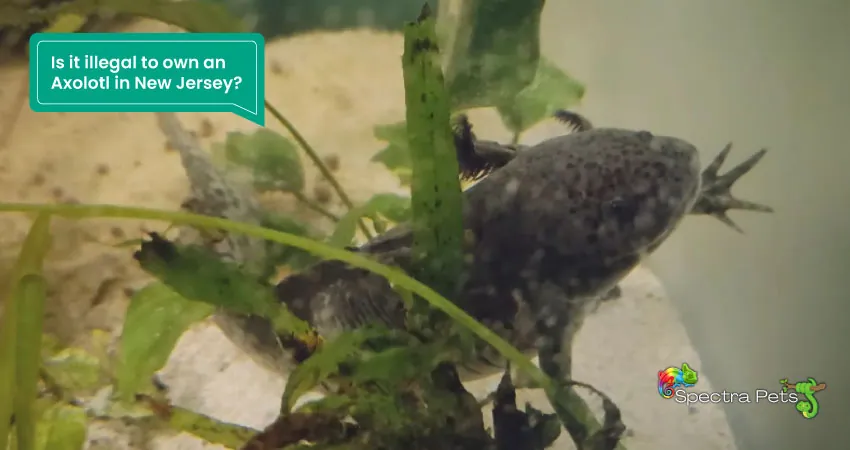 Is it illegal to own an Axolotl in New Jersey