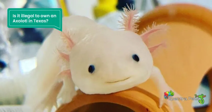 Is it illegal to own an Axolotl in