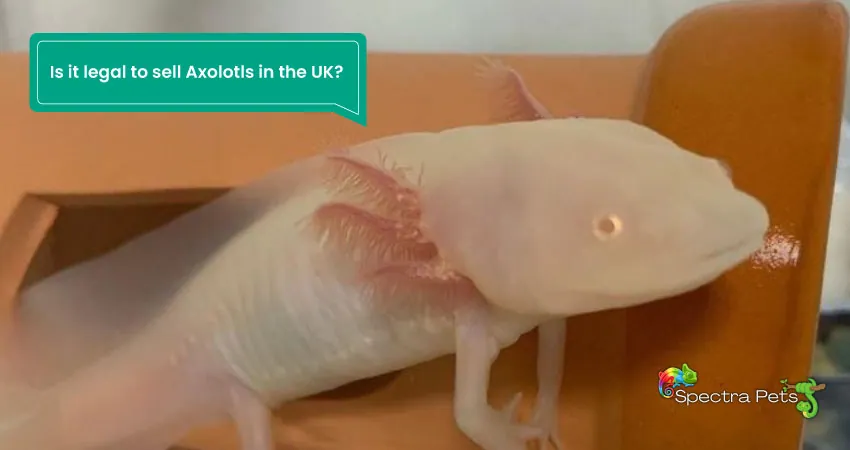 Is it legal to sell Axolotls in the UK