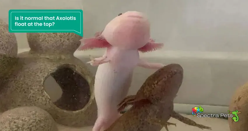 Is it normal that Axolotls float at the top