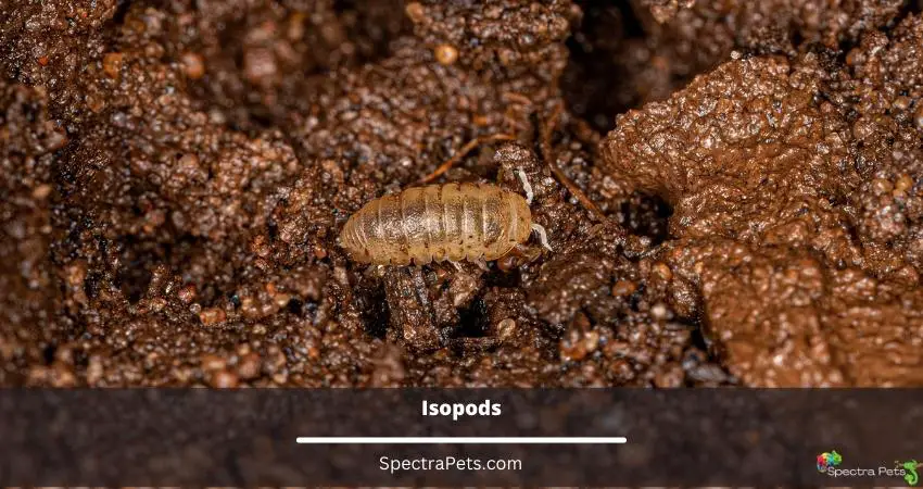 Isopods