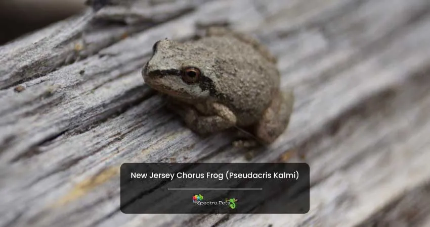 New Jersey Chorus Frog Pseudacris Kalmi