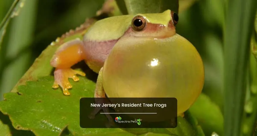 New Jerseys Resident Tree Frogs