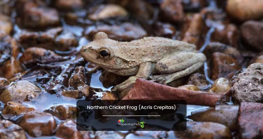 Northern Cricket Frog Acris Crepitas