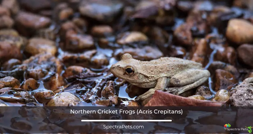 Northern Cricket Frogs (Acris Crepitans)