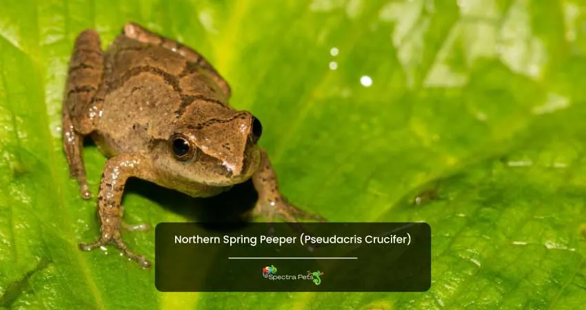 Northern Spring Peeper Pseudacris Crucifer