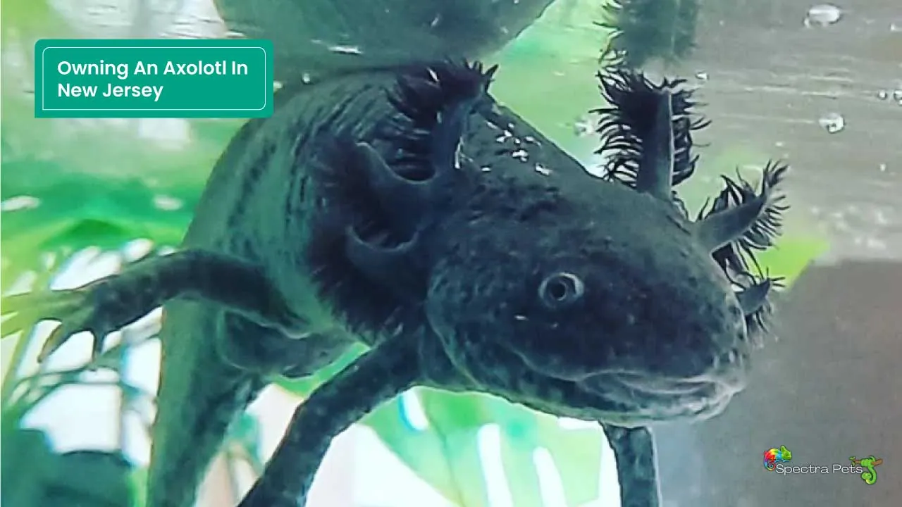 Owning An Axolotl In New Jersey Is It Legal?