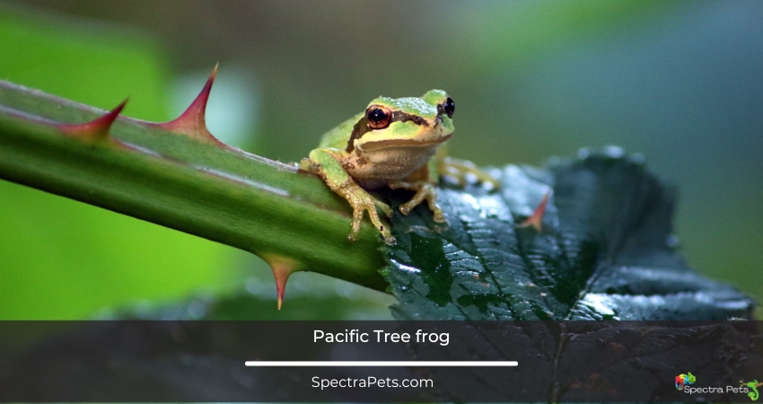 Pacific Tree frog