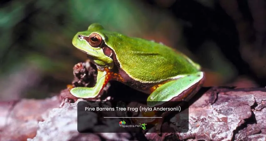 Pine Barrens Tree Frog Hyla Andersonii