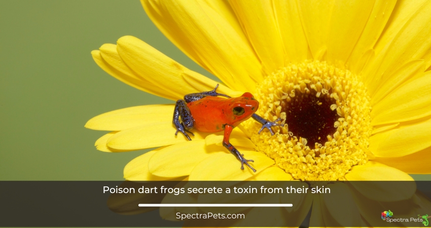 Poison dart frogs secrete a toxin from their skin