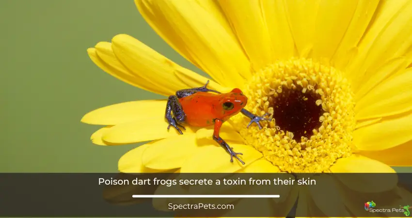 dart frog secrete toxin from it's skin